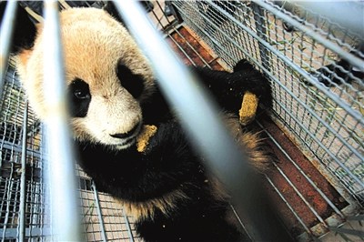 北京死亡大熊猫皮毛将运回卧龙做标本
