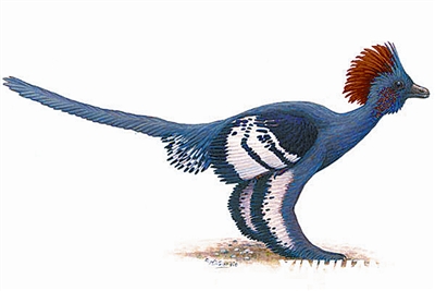 1.6亿年前"近鸟龙"化石武汉亮相