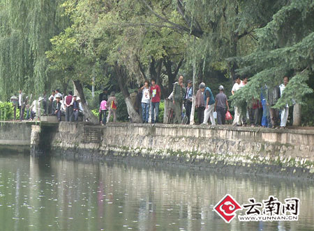 昆明暴雨过后导致水体缺氧大观河鱼群浮出水面（组图）