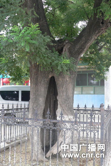 京郊再现400多岁大国槐树