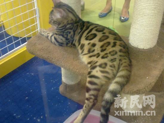 豹猫现身亚洲宠物展 商家现场人体彩绘吸引观