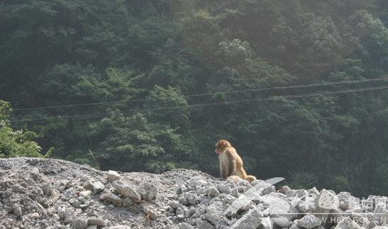 建始受伤小猕猴“丑丑”康复被送回森林