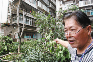 物管给缅桂树剃光头小区居民“偷”走修剪工具