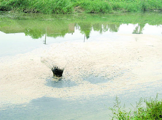 河北沧州大运河部分河段出现成片死鱼