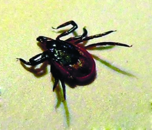 蜱虫不可怕 专家支招如何预防蜱虫