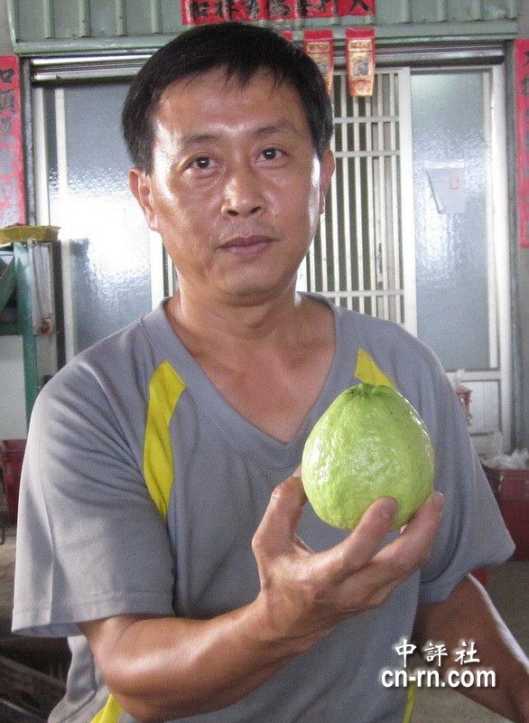 台湾珍珠芭乐销大陆　摆脱低价困境