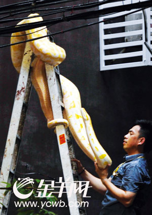 广州某楼惊现3米多长巨蟒如此“宠物”谁来管