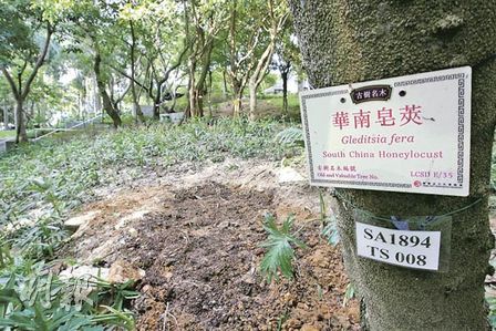 香港再砍两棵古树古树名册余503棵较两年前减4%