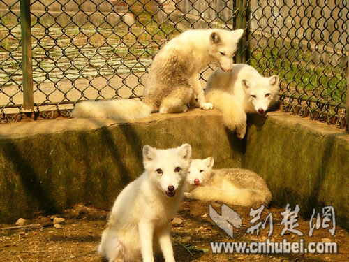 武汉九峰森林动物园引进20多种珍稀动物迎佳节