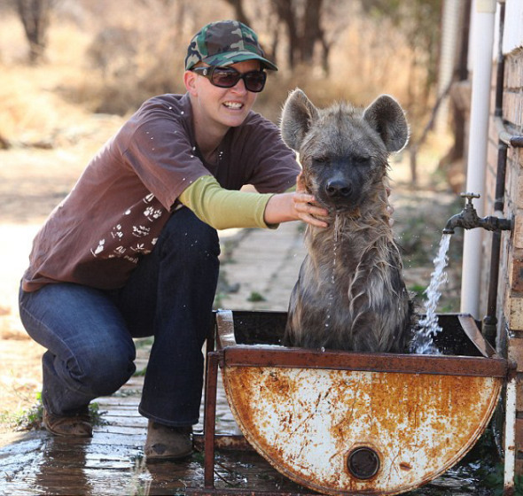 南非被弃土狼的幸福生活：洗澡时咧嘴大笑