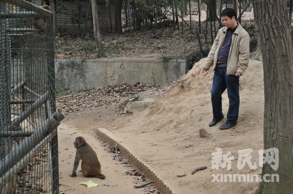 游客佘山森林公园遭猴子袭击受伤 圆方称猴子