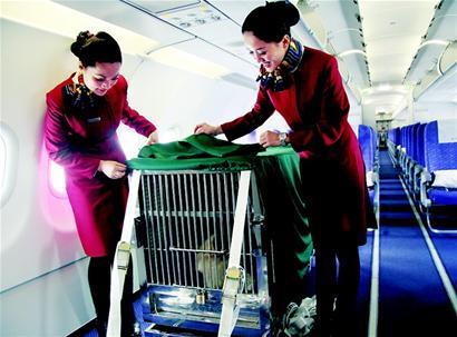 首次用飞机客舱运输国宝拆了28个座椅