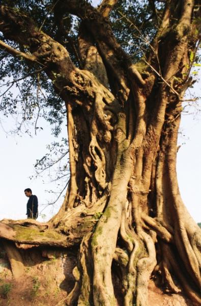 让道巴达铁路 千年古树要搬家