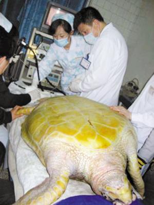 百岁海龟死亡因误食大量异物致胃肠阻塞