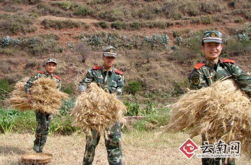 武警云南总队二支队官兵义务帮助农民抢收庄稼