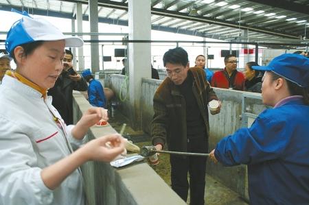 6部门突击绵阳双汇：没有瘦肉精，请放心