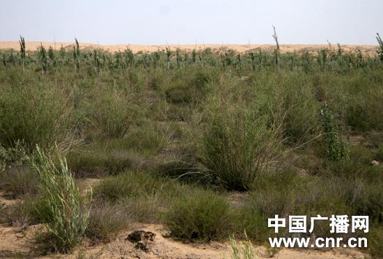 渐别“春日风起沙打脸”宁夏护林工人话生态