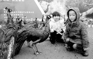 首届孔雀文化节27日在野生动物园开幕