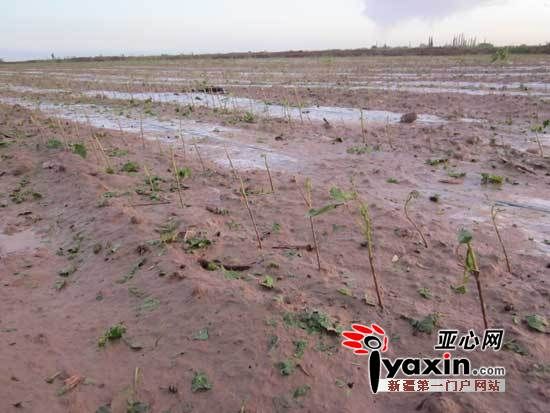 新疆柯坪县遭受特大冰雹灾害棉花只剩光杆