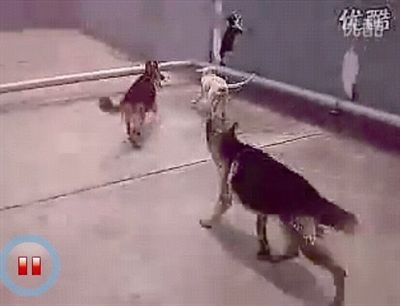 ���˽�Сè������ֻ��Ȯ�������Գƽ����Ž���
