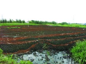 20���Ҵ�������ǧ�֡����ࡱ�賿͵͵���ڳ���һ��ׯ����