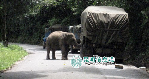 版纳野象拦路打劫运粮车