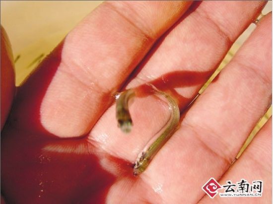 10萬尾星云白魚魚苗將放流星云湖明年“真白魚”有望回到餐桌