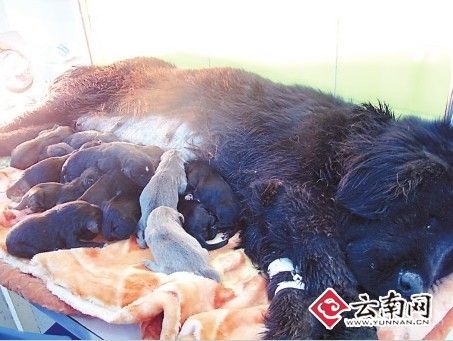 昆明15只藏獒宝宝急需奶妈活命