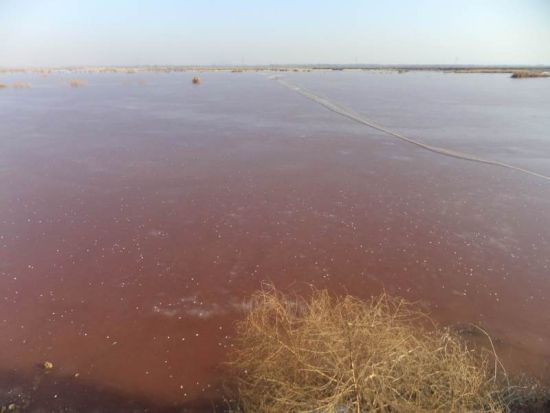 官地营村附近的污水湖冰面泛着红色