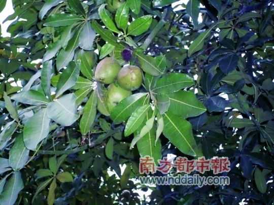 ǧ����һ�ſ���ÿ������������