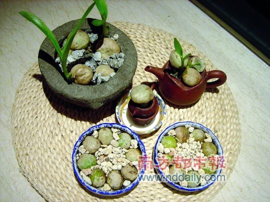 巧搭绿植,烂缸瓦变身艺术盆景