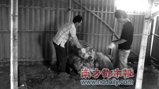 猪皮竟是用塑胶熬制的