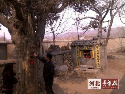 两棵古柏相伴千年一棵病重急需抢救