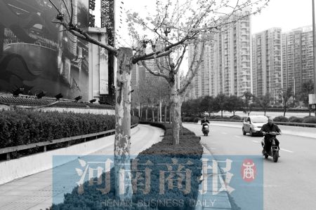 谁这么狠心,说砍就砍了?