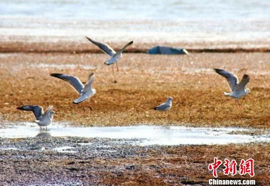 新疆博斯腾湖野生鸟类增至120多种