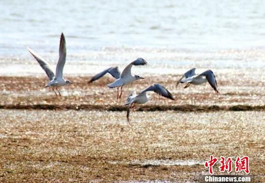 新疆博斯腾湖野生鸟类增至120多种