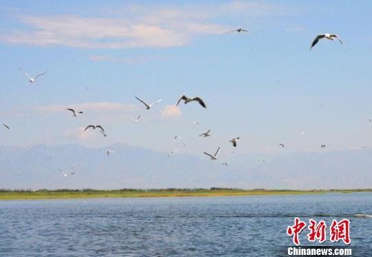 新疆博斯腾湖野生鸟类增至120多种