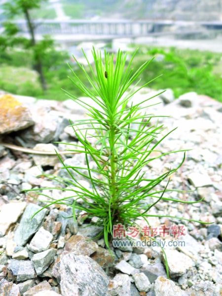 �ձ����ֲ���ָ�������Ĵ�����ʵ��