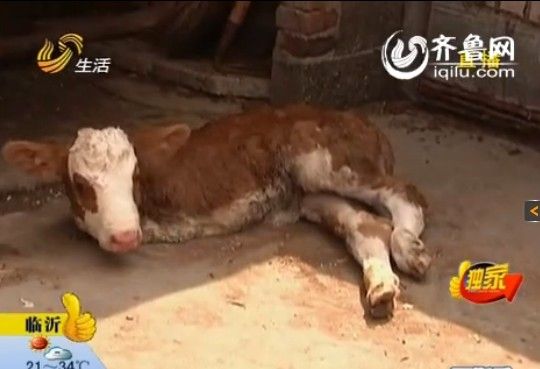 齐鲁网6月17日讯 据山东广播电视台电视生活频道《生活帮》报道,世界之大,无奇不有。都说三条腿的蛤蟆难找,估计两条腿的牛大家伙见得也不多吧。最近,青岛平度的一位市民给我们打来电话说,他家刚出生的小牛犊就只有两条腿。 罕见动物:小牛犊只有两条腿 最近这几天,青岛平度市大田镇邦子村村民孙青山的家里,可谓人气很旺。因为听说他家刚出生的小牛只有两条腿,所以邻里乡亲时不时的就会到他家里参观。在孙青山家的牛棚里,记者看到母牛刚给小牛犊喂完奶站了起来,而一只小牛犊则静静的躺在那里。 乍一看,这小牛犊没