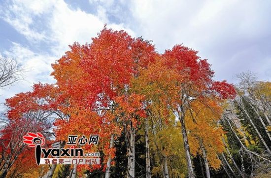 新疆可可托海:白桦林的夏日梦