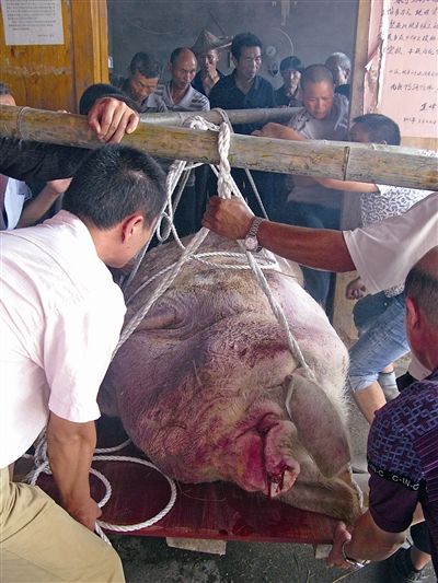 温州泰顺1100公斤传奇猪王年迈寿终 村民感恩