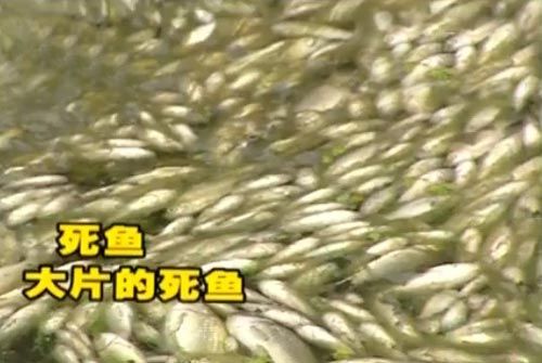 济南腊山河现大片死鱼疑因河水缺氧致鱼类窒息