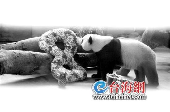 乐不思蜀团团、圆圆在台湾的这4年…