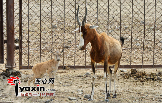 新疆天山野生动物园喜添白斑脸羚宝宝