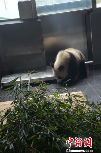 三只四川大熊猫飞抵大连 将亮相东北唯一熊猫