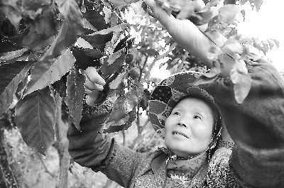 福清台湾农民创业园年产值达7.5亿元人民币带动农户发展增收