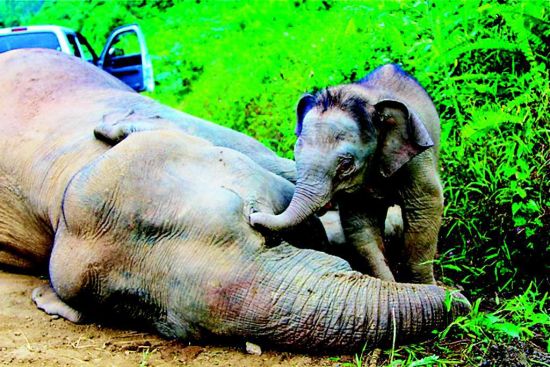 马来西亚十头侏儒象离奇死亡