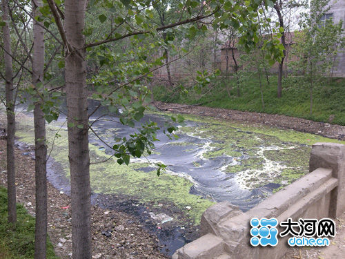 河南郸城洺河因污染寸草不生居民举报企业排污