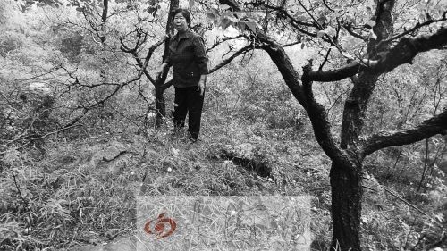 6月21日,张焕枝冒雨到聂树斌坟前告诉他“王书金案”再审的消息,并把压在儿子坟头的断枝移开。 6月21日,张焕枝冒雨到聂树斌坟前告诉他“王书金案”再审的消息,并把压在儿子坟头的断枝移开。