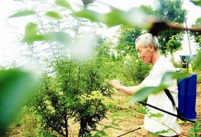 垣曲县立足山区特点发展4000余亩花椒园